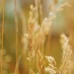 久しぶりの風邪気味です