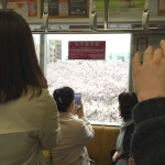 ようやく桜が満開ですね！