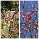 春の気配がしてますね