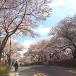 桜が満開＆嬉しいメールをいただきました