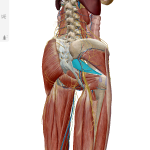 この人体アプリがすごい！