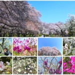 早起きしてお花見