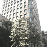 花を咲かすということはとてつもない力がいるそうです