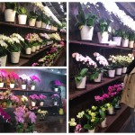 胡蝶蘭を買いに行きました