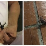 こんなところにこんなの見つけた！